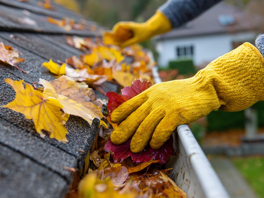 Nettoyage de gouttières